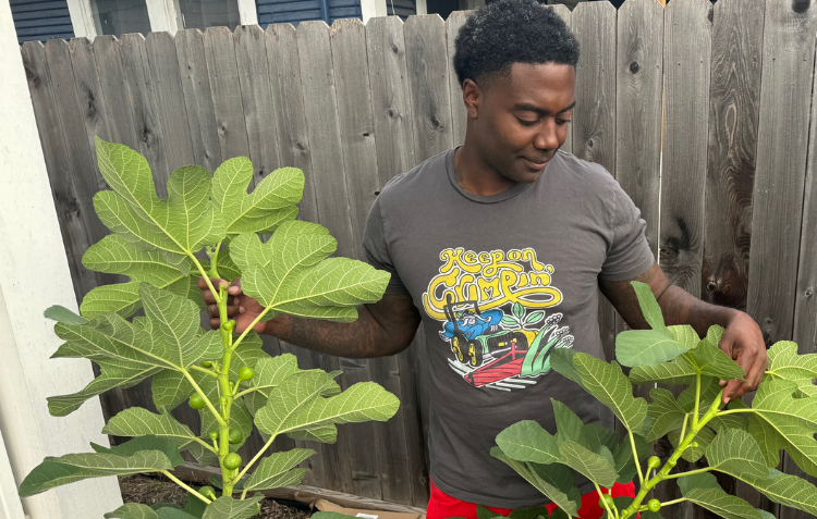 December Gardening Zone 8-10: Planning, Planting, and Holiday Prep