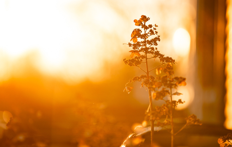 December Gardening Zone 5-7: Winter Prep & Holiday Ideas