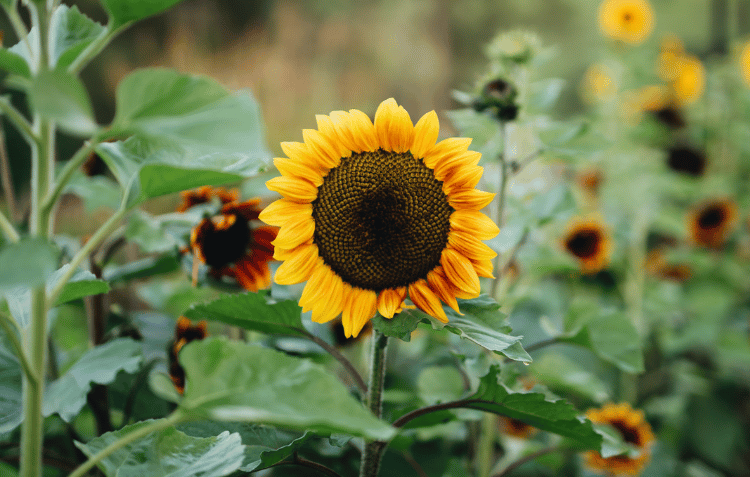 Close up image of a sunflower in a field surrounded by other sunflowers