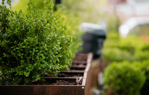 January Gardening Zone 5-7: What You Should Be Doing Now for a Successful Garden
