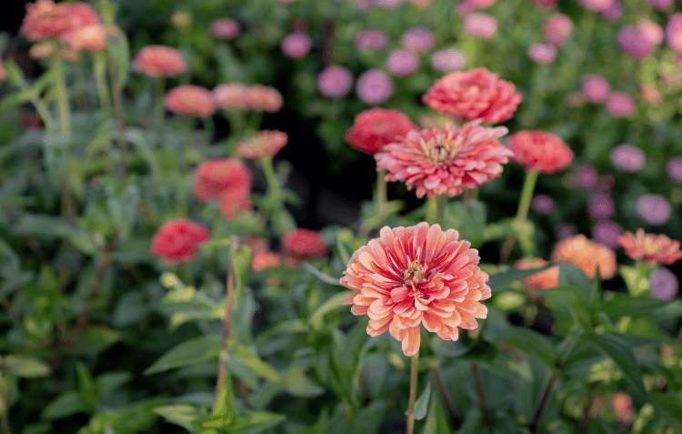 Image of Zinnias in a field