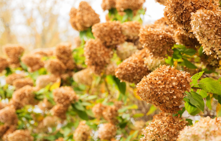 November Gardening Zone 5-7: 6 Must-Do November Tasks Before Winter Hits