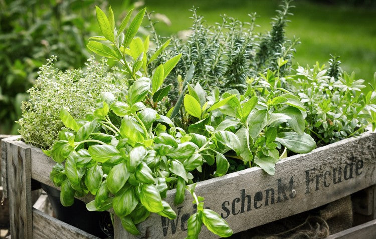 crate of herbs