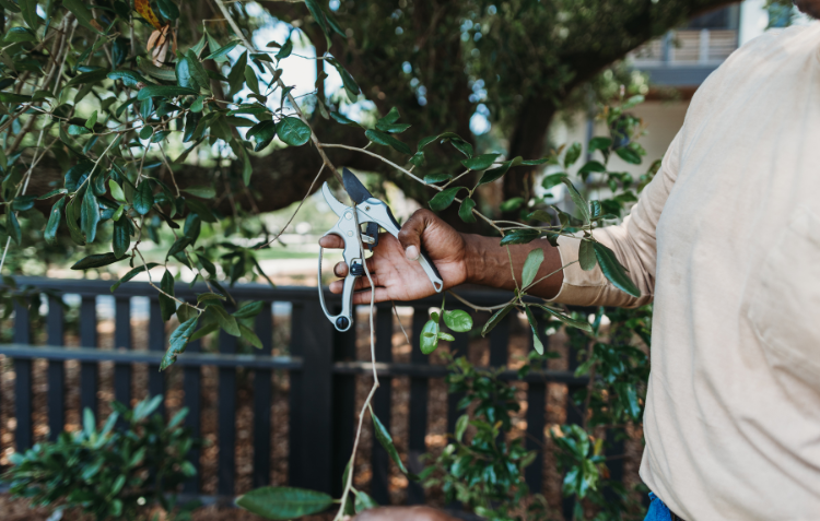 How & When to Prune Your Plants