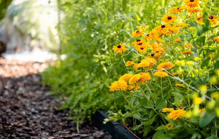 Orange flowers with greenery