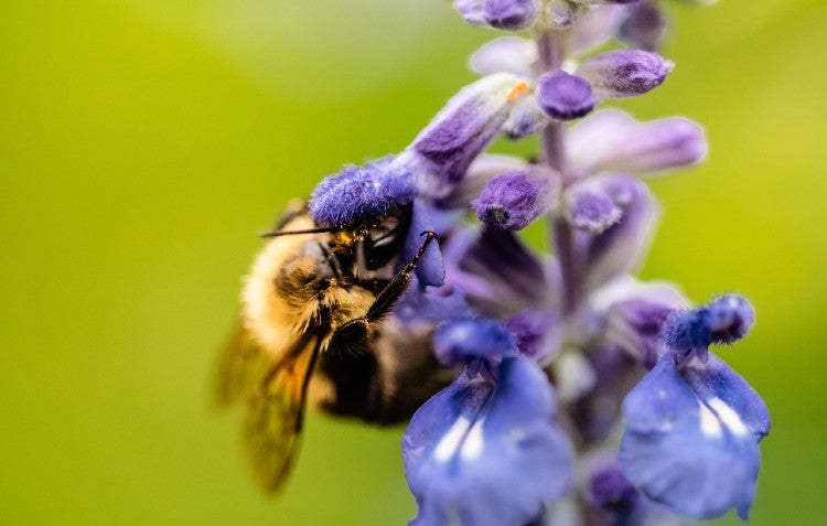 bee on flower