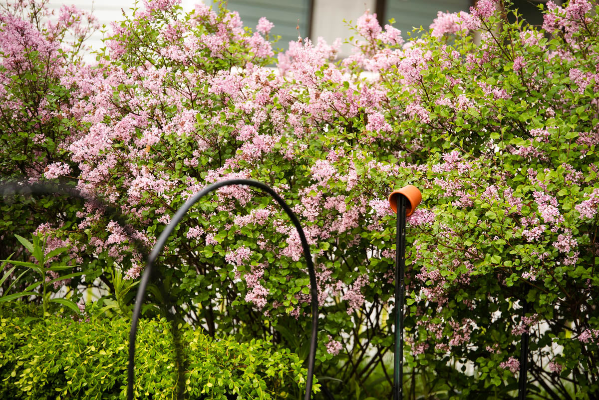 pink flowers with garden arches in front