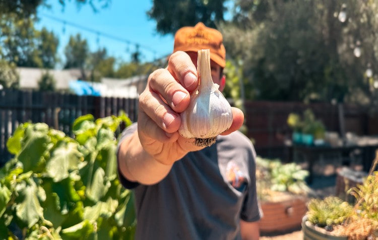 What I’m Growing in My Zone 10 Garden – August