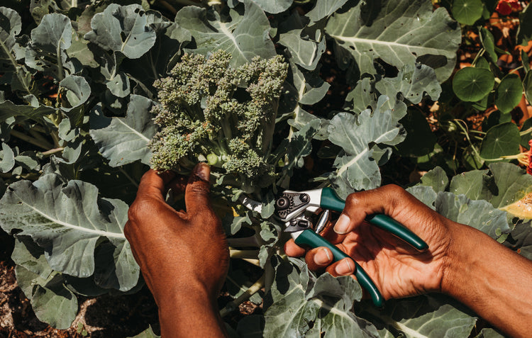 image of hands using secateurs in vegetable garden