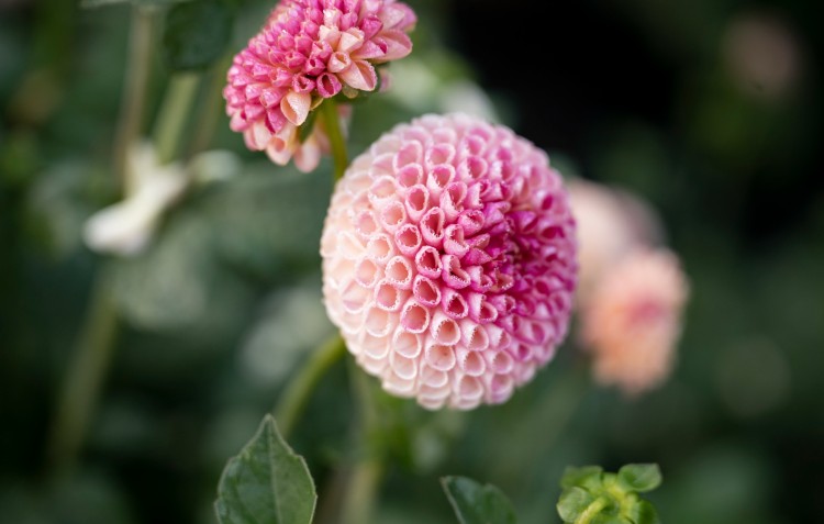 May Zone 8-10: Lets Harvest!