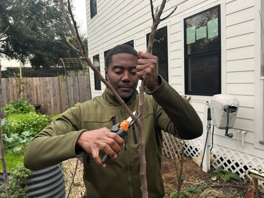 January Gardening Zone 8-10: New Year, New Garden