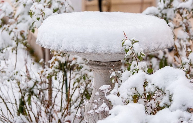 snow on garden