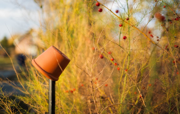Fall gardening: Cleaning, organizing and full of dreaming