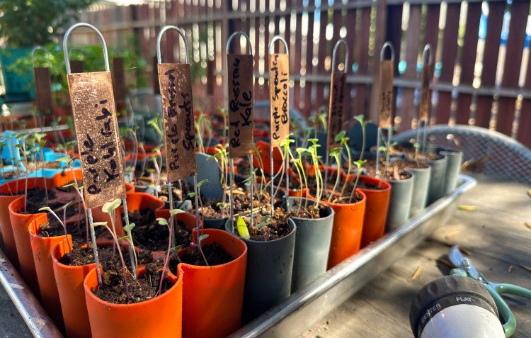 September Gardening In Zone 10 - Jump Off The Seesaw