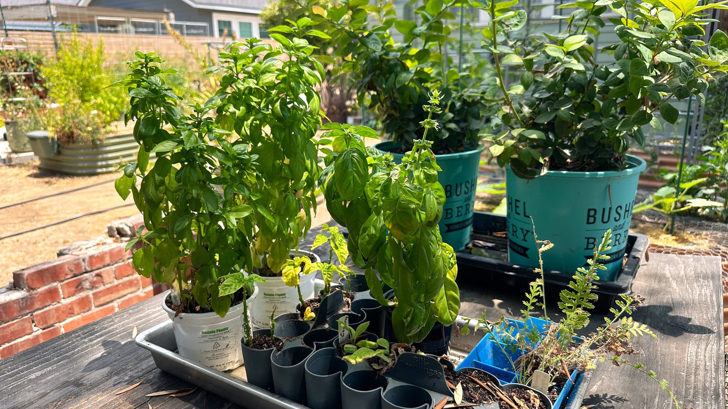 What I'm Growing in My Zone 10 Garden: July