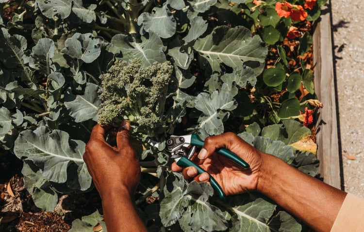 Your Zone 8-10 December Garden