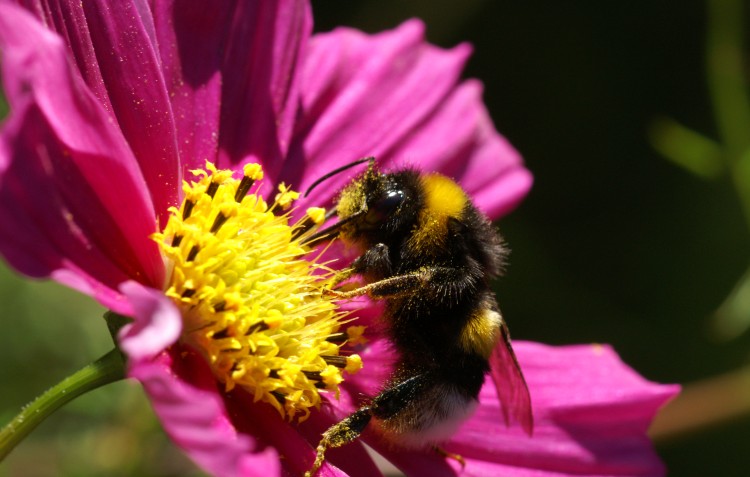 bee pollinating flower