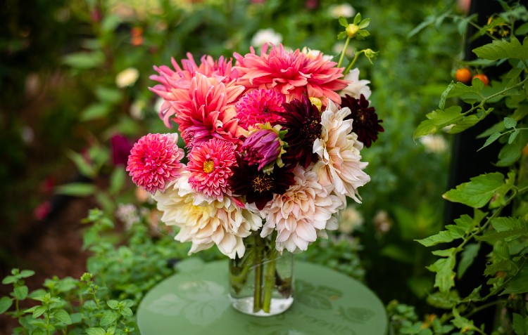 Dahlias in a vase