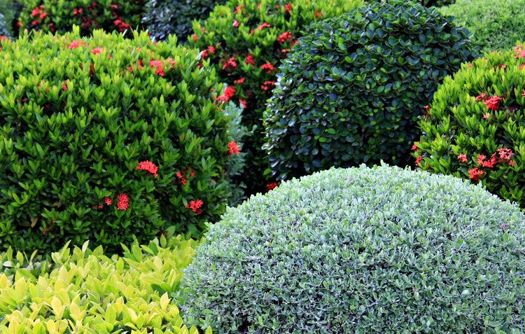 Easy-to-grow Evergreens