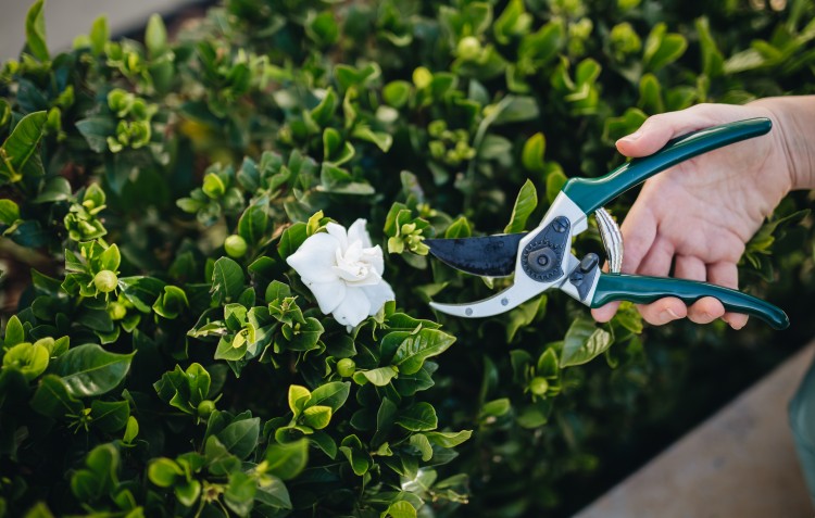 how-and-when-to-prune-your-plants