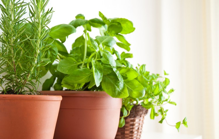 How to Start a Herb Garden
