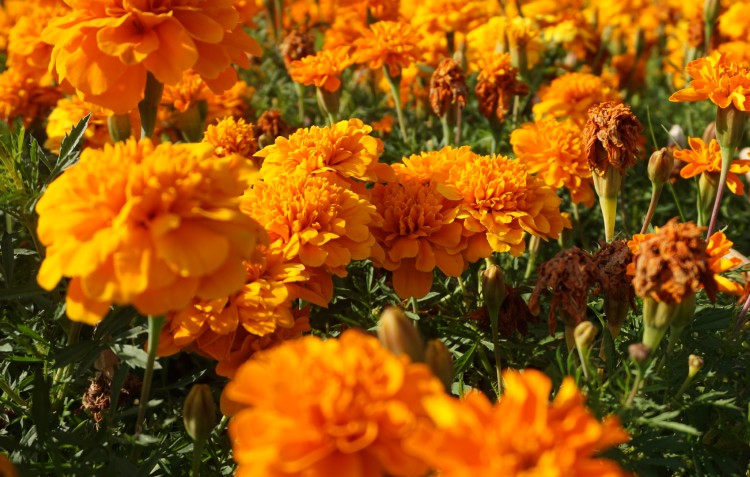 sun-loving-marigolds