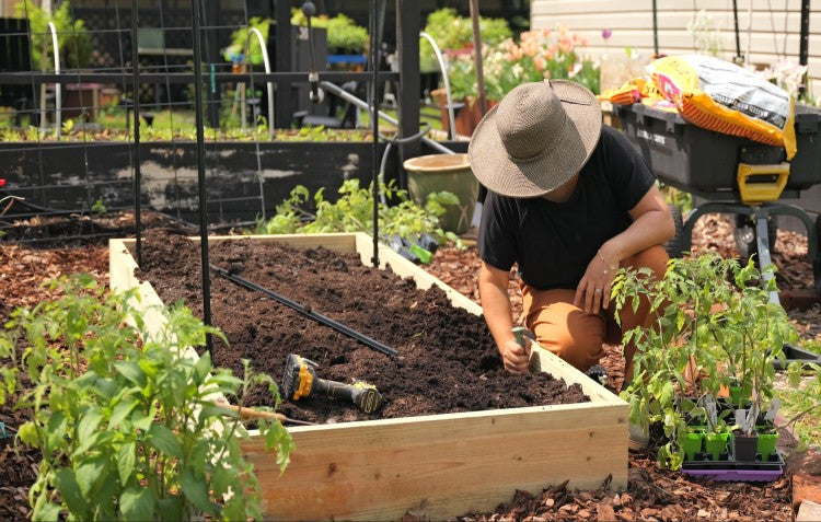 person planting tomatoes in raised garden bed