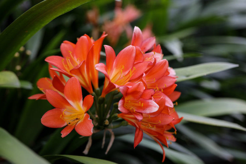 Top Shade-loving Plant Species