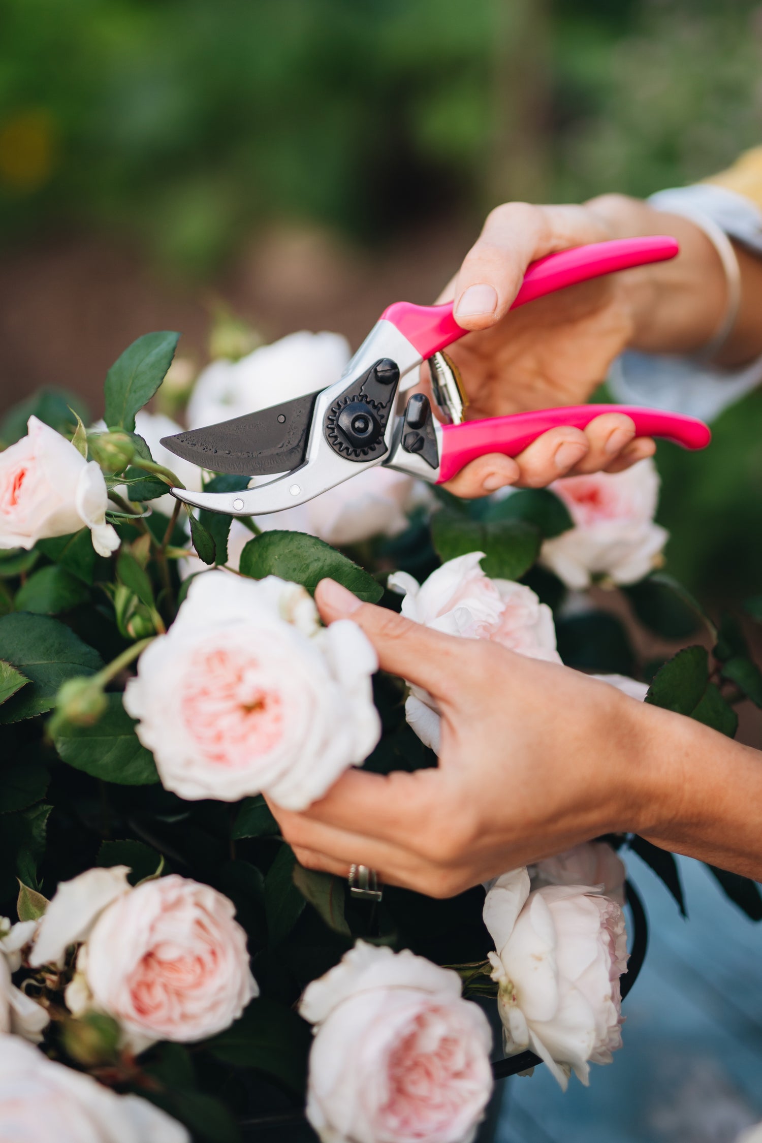 hand-holding-secateurs-with-hot-pink-handle-cutting-pink-roses