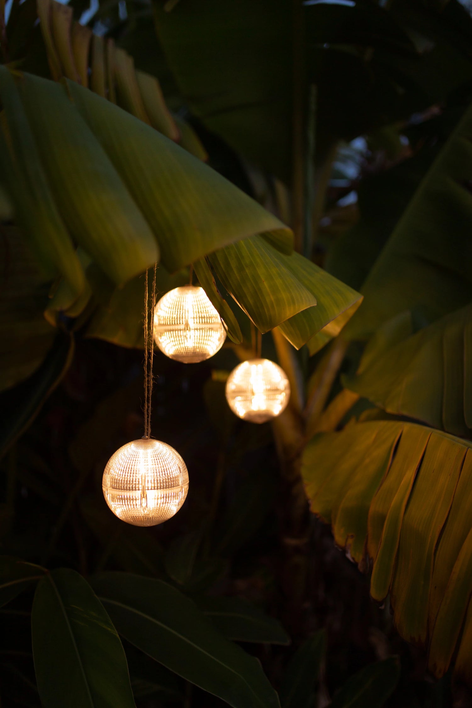 solar-lights-hanging-from-a-tree-branch