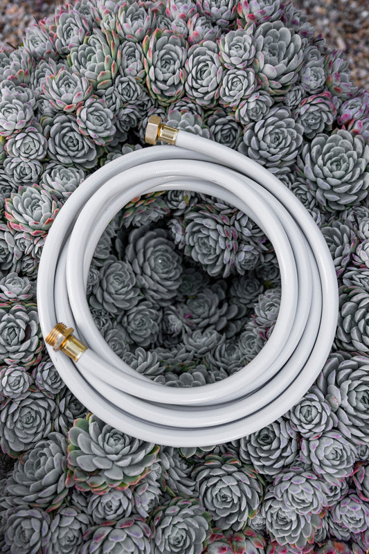 Beige Leader Hose coiled up on top of succulents
