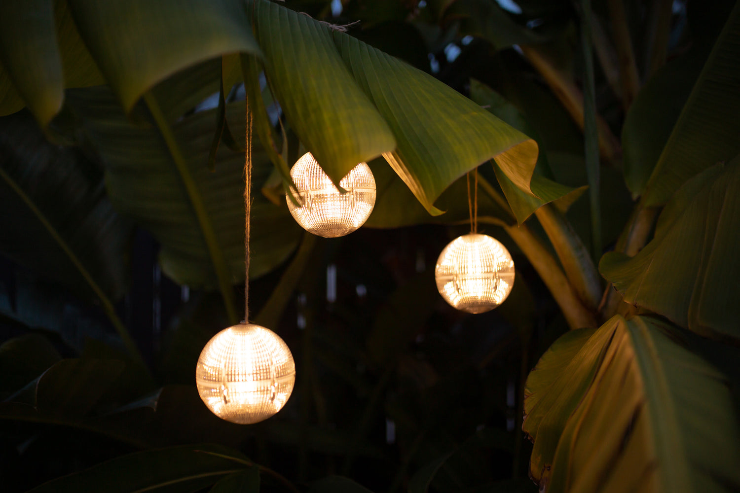 Solar globe lights hanging from a tree illuminating the area