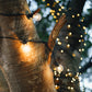 warm white solar party lights used to decorate a tree