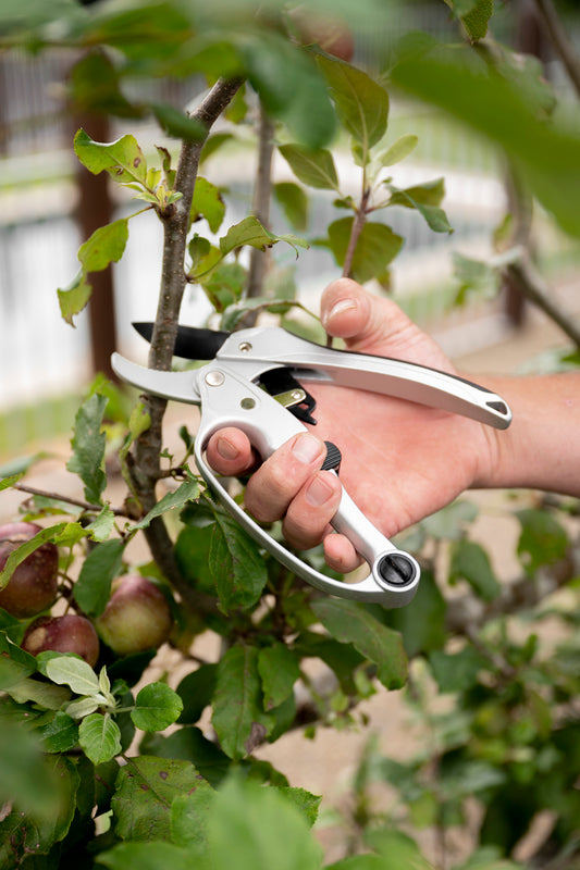 person pruning using ratchet pruners