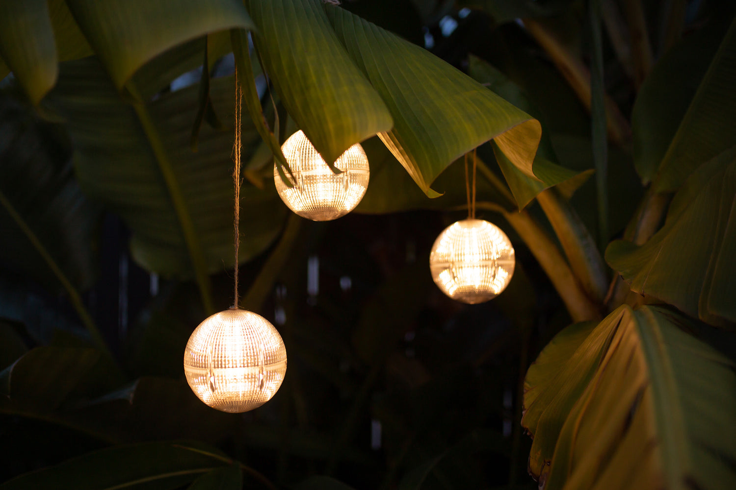 Three Solar Garden Globe Lights hanging by twine from the leaf of a large banana plant