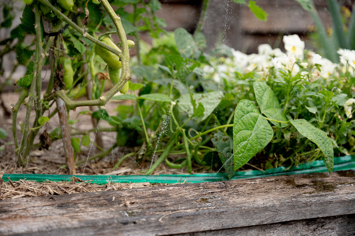 How to Save Seeds for Next Year's Garden: A Complete Guide to Harvesting, Storing, and Replanting Seeds