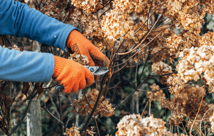 Image of hands wearing orange-colored gloves pruning in winter
