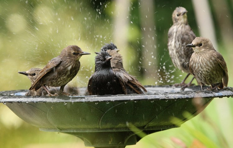 Bird Baths