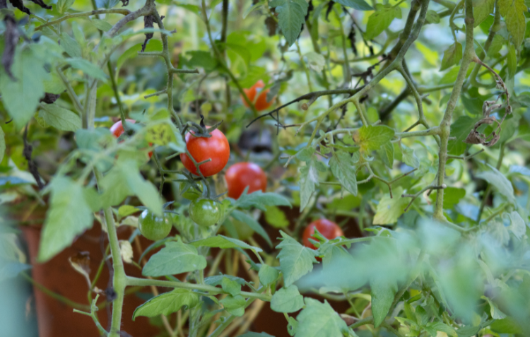 Your Zone 10 Garden In January: What To Do