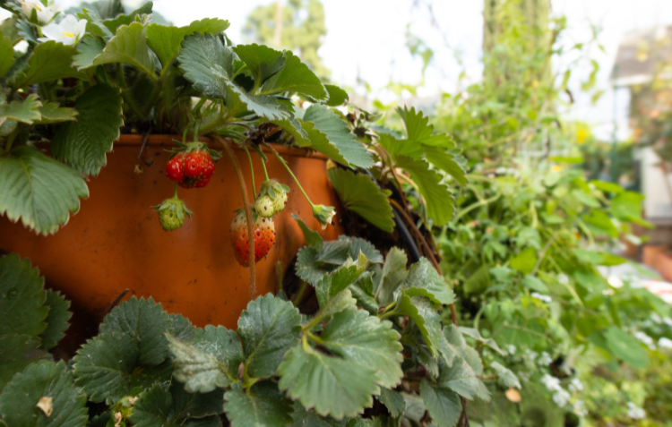 Your Zone 10 Garden in February: The Work Nobody Sees