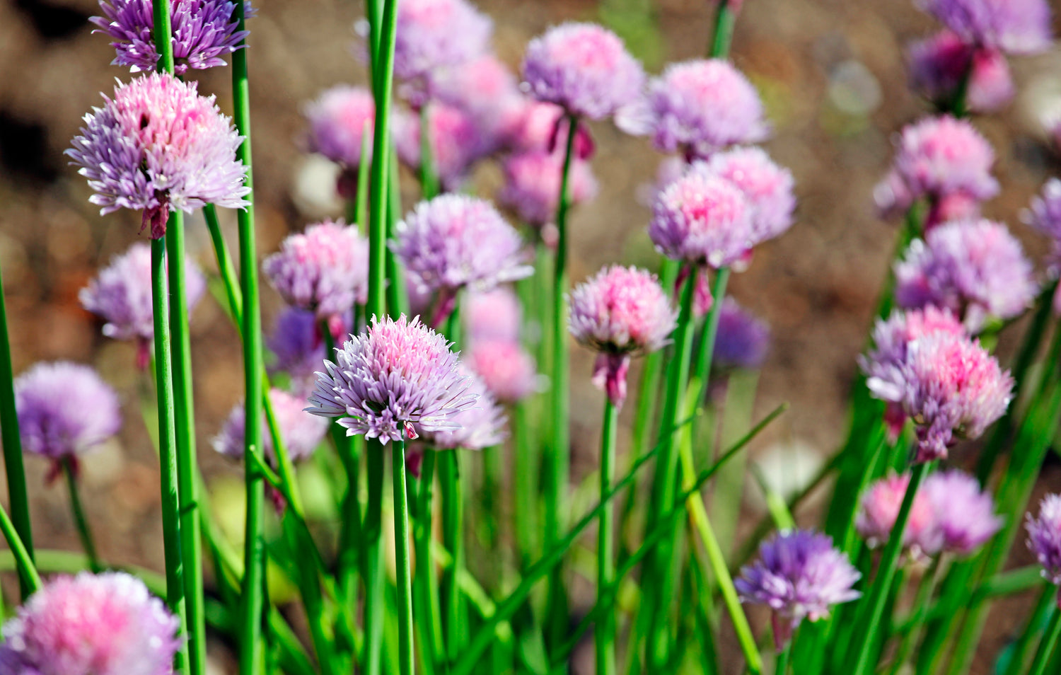 Alliums 101