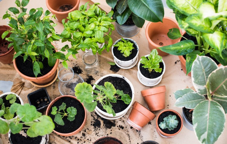 Everything you Need to Know About Container Gardening
