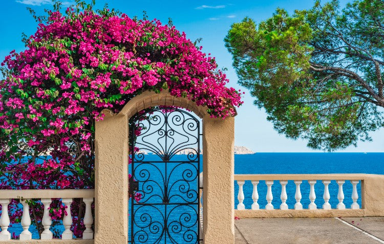 How to create a Mediterranean Garden