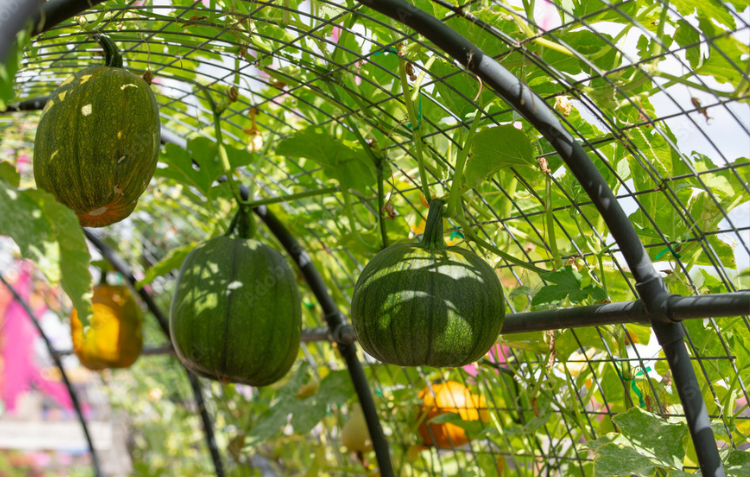 Vertical Gardening 101: How to Use Trellises, Cages, and Supports for a Healthier, More Productive Garden