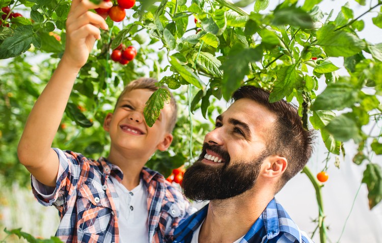 Father and son picking tomatoes