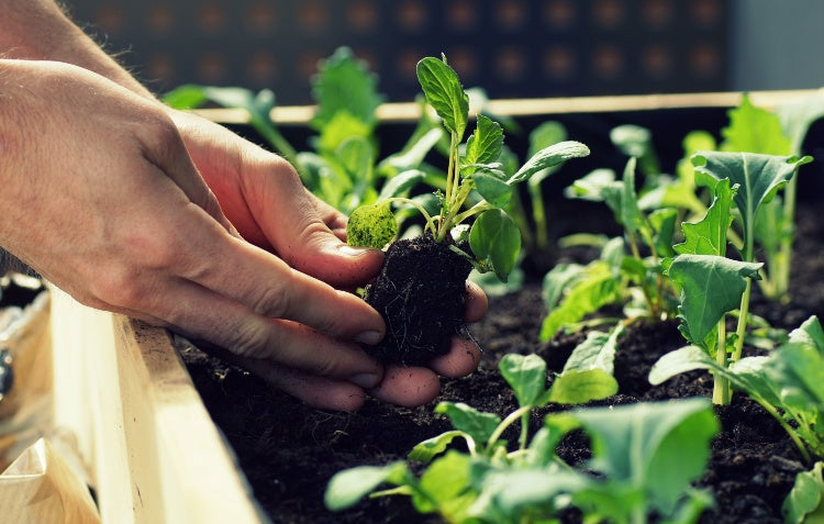 Companion Planting: Smarter Gardening for Healthier Harvest