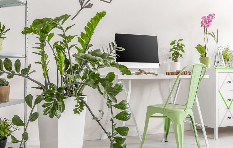 Houseplants in a home office