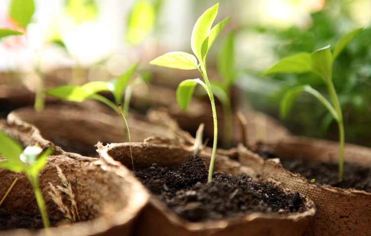 start-your-seedlings