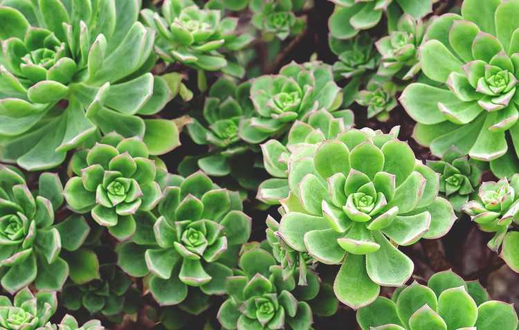 Flourishing Green Succulents