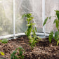 Plants growing in soil with a white PE cover in the background